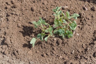 Yaşlı bir adam spr bahçede çilek nakli