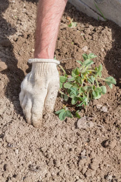 Un uomo anziano trapianta fragole in giardino in spr — Foto Stock