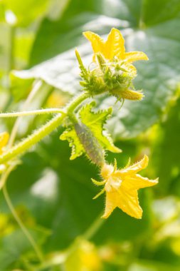 Dalında sarı bir çiçek olan salatalık embriyosu.