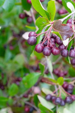 Chokeberry yaz sonunda bir Bush üzerinde yetişir