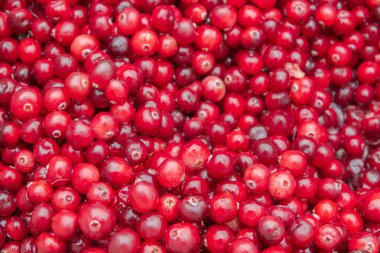 Ormanda toplanan Olgun Kırmızı kızılcıklar içerdiği yatıyor