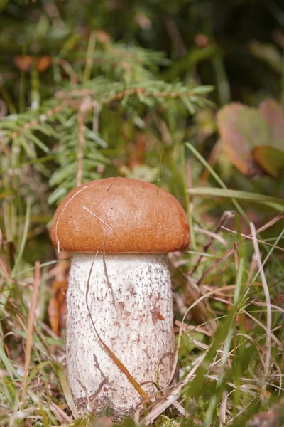 Rode paddenstoel groeit in het bos in de vroege herfst — Stockfoto