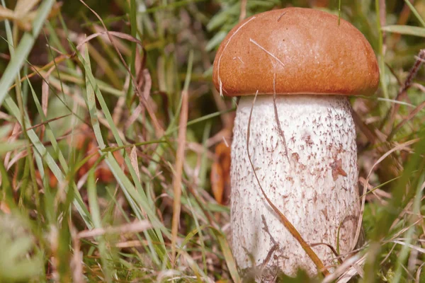 Красный гриб растет в лесу ранней осенью — стоковое фото