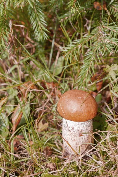 Rode paddenstoel groeit in het bos in de vroege herfst — Stockfoto