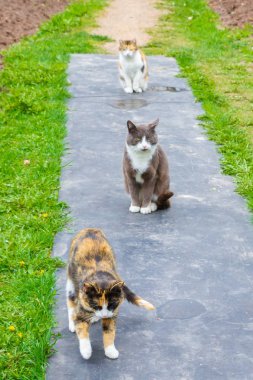 İlkbaharın başlarında üç evcil kedi sokakta yürüyor
