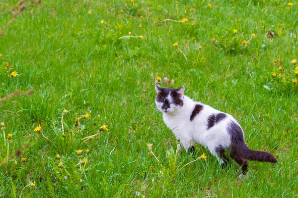 Schwarz-weiße Hauskatze läuft im zeitigen Frühling auf die Straße — Stockfoto