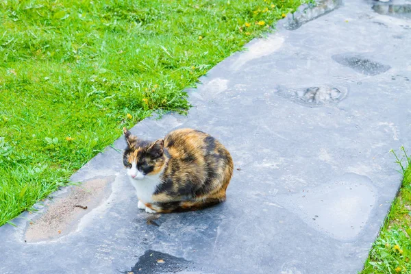 Färgglada inhemska katt sitter på gatan i början av våren — Stockfoto