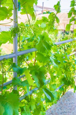 Yaz aylarında spiral merdivende yetişen ev üzümleri