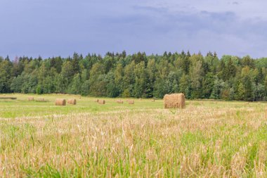 Samanlıklar için yakın yaz aylarında tarlalardan kaldırılır