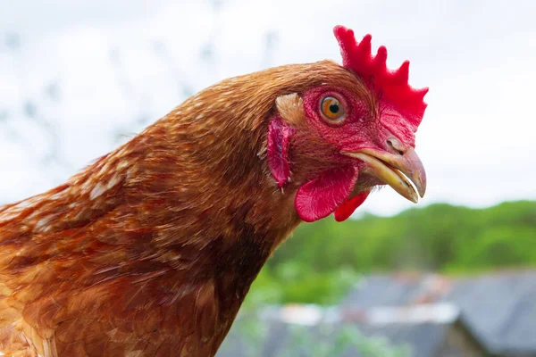 Portré a hazai csirke az udvaron a nyár — Stock Fotó