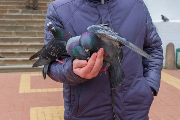 거리에서 젊은 남자의 손에 회색 거리 비둘기 — 스톡 사진
