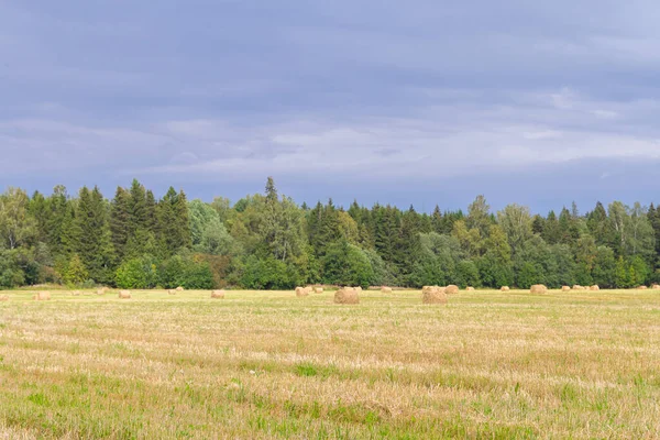 Haystacks se odstraňují z polí v létě poblíž — Stock fotografie