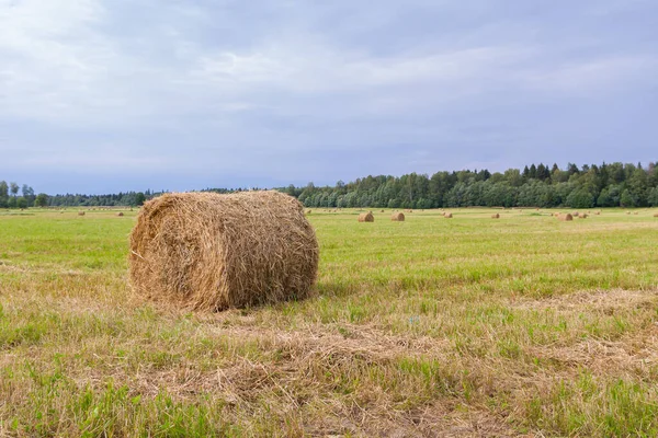 Haystacks são removidos dos campos no verão perto do para — Fotografia de Stock