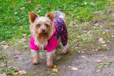 Yorkshire Teriyeri köpek kıyafetleriyle bahçede koşuşturuyor.