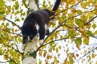 Sonbaharda bir huş ağacında oturan siyah beyaz kedi.