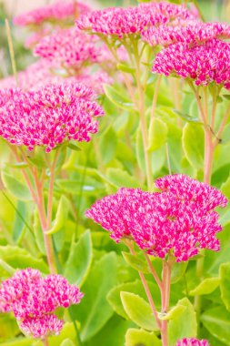 Bahçe parlak güzel pembe çiçekler Sonbaharda büyür