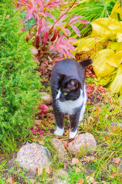 Gatto bianco e nero cammina nel cortile in autunno — Foto Stock