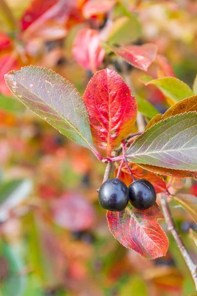 Chokeberry Bush with Mature chokeberry berries in autumn — Stock Photo, Image