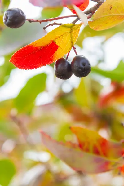 Chokeberry Bush with Mature chokeberry berries in autumn — Stock Photo, Image