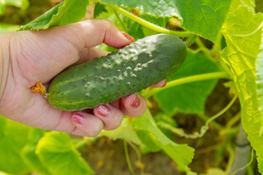 Bir kadının eli seradaki bir daldan salatalık alıyor.