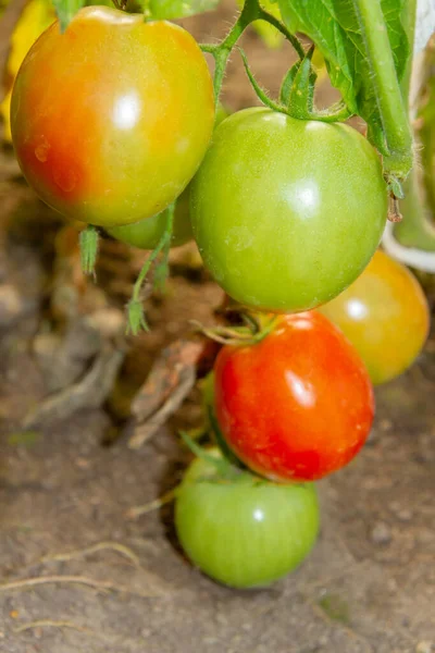 Tomates colorées accrochées à une branche et mûrissent dans une serre — Photo