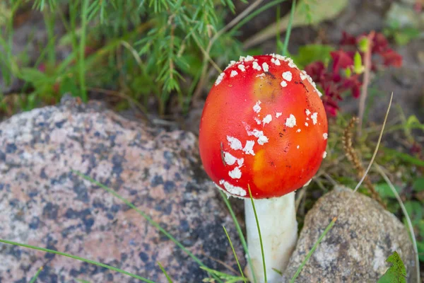Rote helle Pilzfliege agaric mit weißen Flecken in der Nähe der Steine — Stockfoto