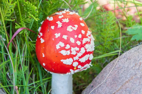 Rode heldere paddestoel Vliegenzwam met witte vlekken in de buurt van de stenen — Stockfoto