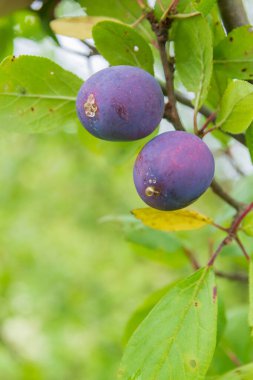 Olgun erik yazın bir ağaç dalı üzerinde olgunlaşır