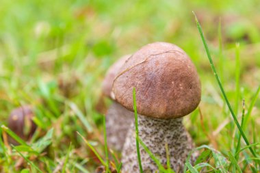 Boletus mantarı yeşil çimenlerde yazın yetişir.