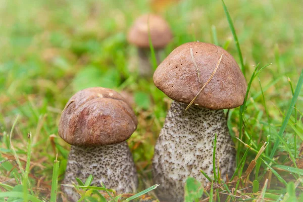 Borowiki rosną w lecie w zielonej trawie — Zdjęcie stockowe