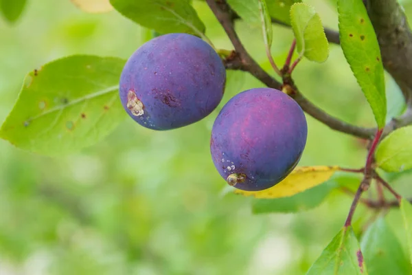 Ripe plum ripens on a tree branch in summer — Stock Photo, Image