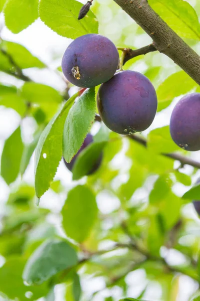 Ripe plum ripens on a tree branch in summer — Stock Photo, Image