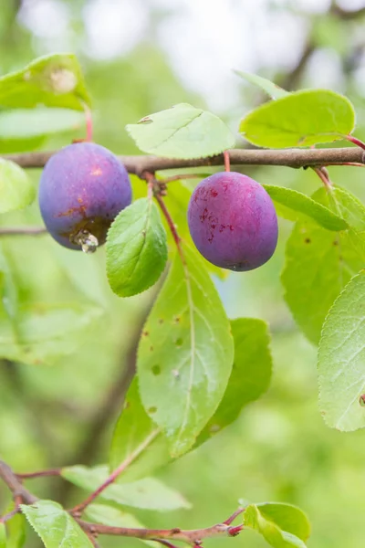 Ripe plum ripens on a tree branch in summer — Stock Photo, Image