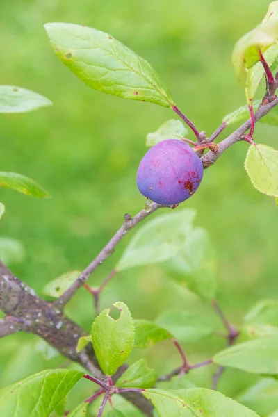 La prune mûre mûrit sur une branche d'arbre en été — Photo