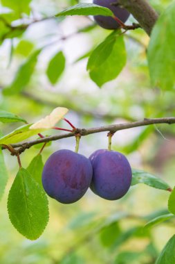 Olgun erik yazın bir ağaç dalı üzerinde olgunlaşır