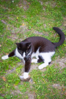 Siyah ve beyaz ev kedisi gri bir fare yakaladı ve onunla oynadı.