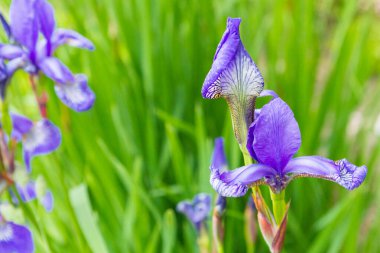 Leylak bahçesi çiçekleri yazın bahçede büyür.