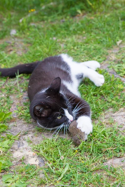 Svart och vitt hus katt fångade en grå mus och leker med den — Stockfoto