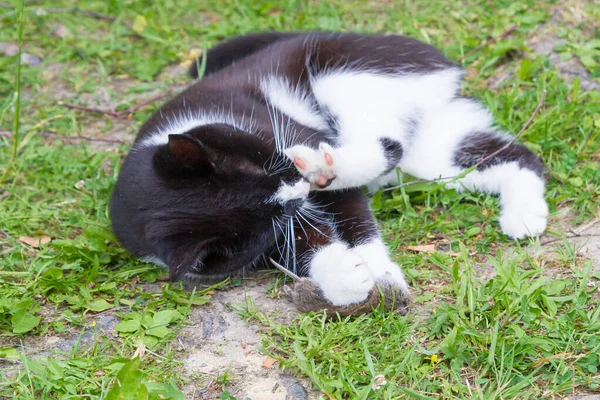 Zwart en wit huis kat ving een grijze muis en speelt met het — Stockfoto