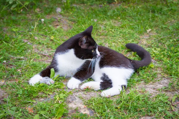 Siyah ve beyaz ev kedisi gri bir fare yakaladı ve onunla oynadı. — Stok fotoğraf