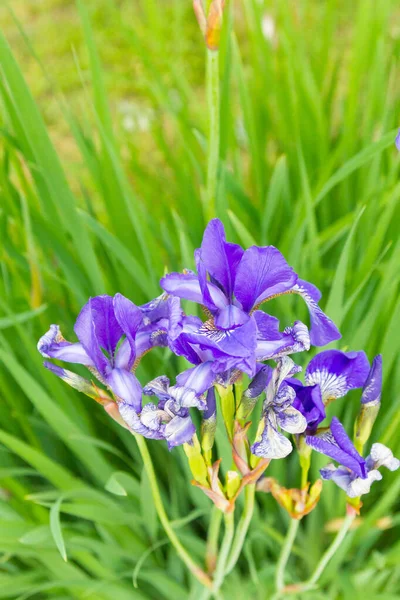 Lilac zahradní květiny duhovky rostou na zahradě v létě — Stock fotografie