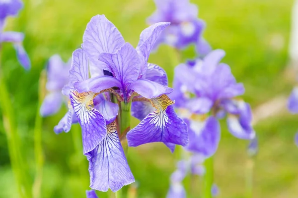 Lilac zahradní květiny duhovky rostou na zahradě v létě — Stock fotografie