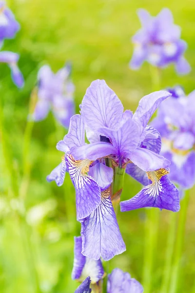 Lilac zahradní květiny duhovky rostou na zahradě v létě — Stock fotografie