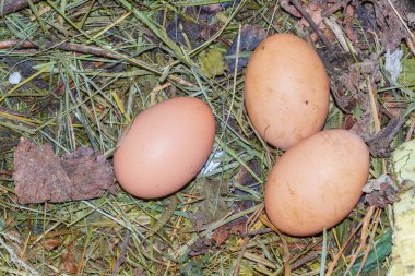 Tavuk, tavukevindeki yuvaya yumurtlar.