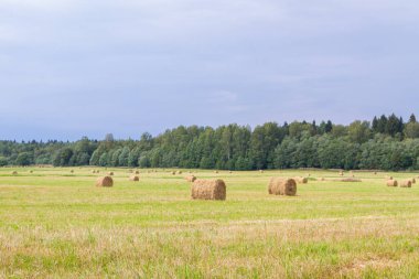 Samanlıklar için yakın yaz aylarında tarlalardan kaldırılır