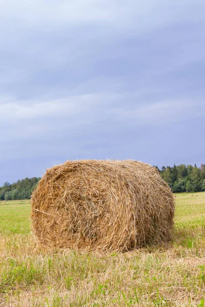 Haystacks are removed from the fields in the summer near the for — Stock Photo, Image