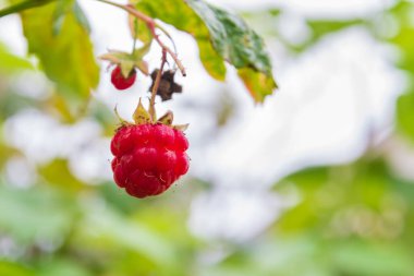 Olgun kırmızı ahududu yaz aylarında Bush olgunlaştırmak