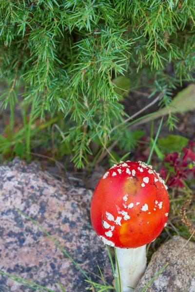 Rote helle Pilzfliege agaric mit weißen Flecken in der Nähe der Steine — Stockfoto