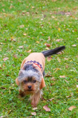 Yorkshire Teriyeri köpek kıyafetleriyle bahçede koşuşturuyor.
