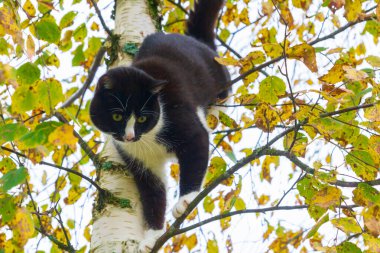 Sonbaharda bir huş ağacında oturan siyah beyaz kedi.